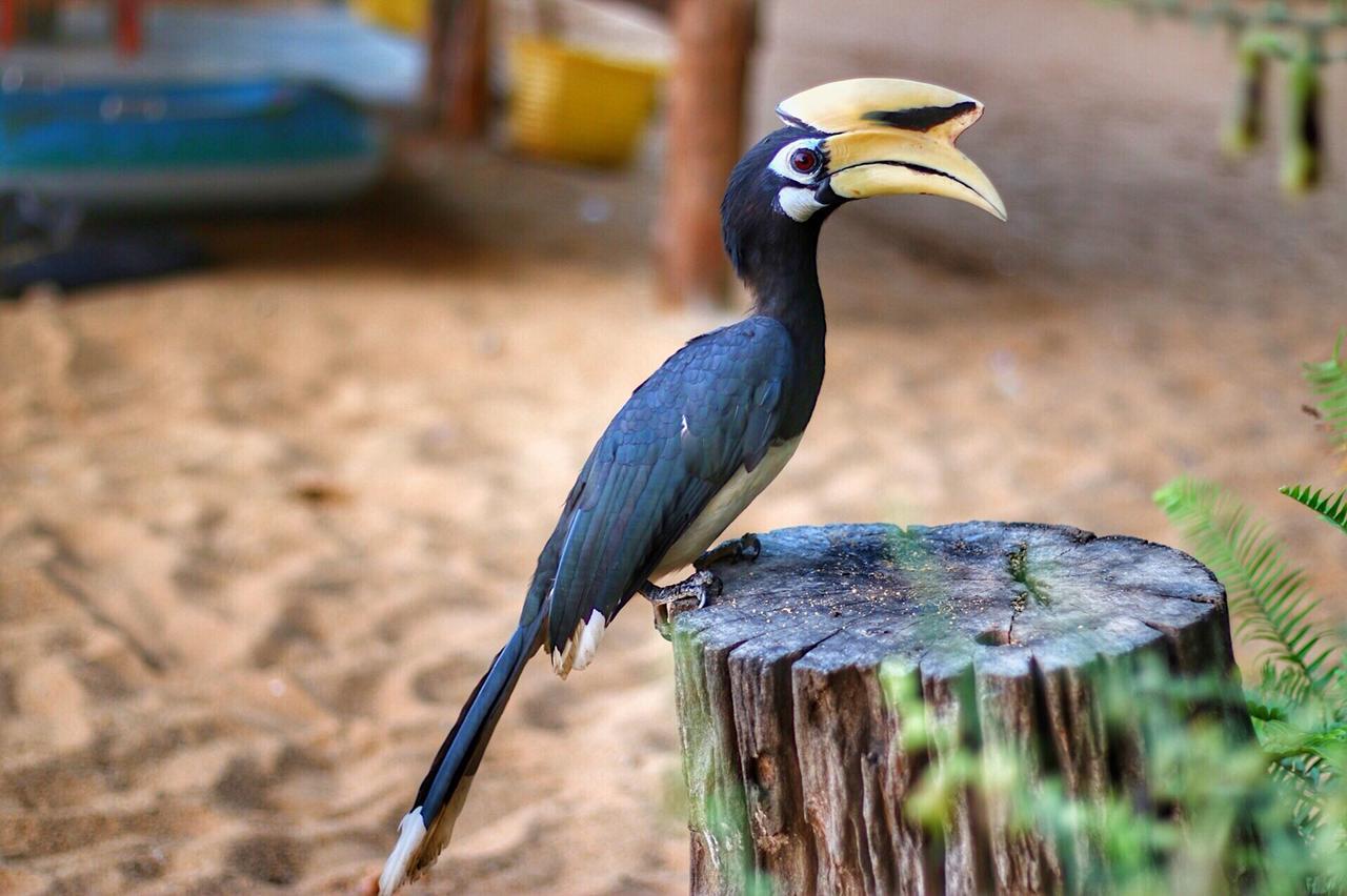 Hornbill Bungalow เกาะช้าง ระนอง ภายนอก รูปภาพ