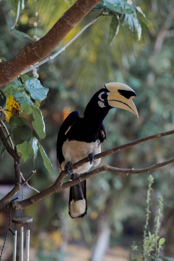Hornbill Bungalow เกาะช้าง ระนอง ภายนอก รูปภาพ