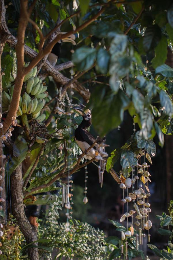 Hornbill Bungalow เกาะช้าง ระนอง ภายนอก รูปภาพ